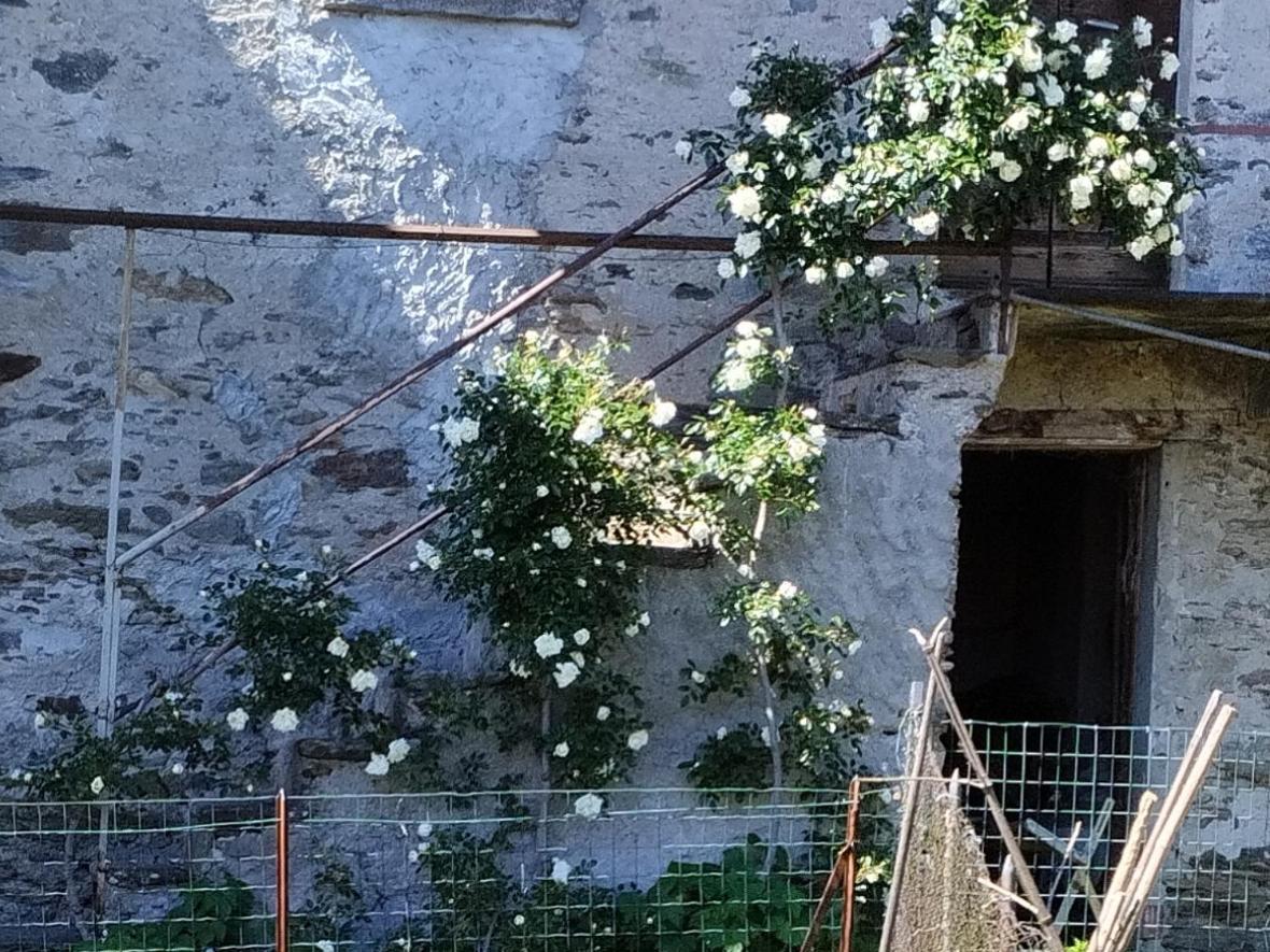 Il Forno Lägenhet Cossogno Exteriör bild